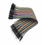 Dây Bẹ Đực-Cái Dài 30cm